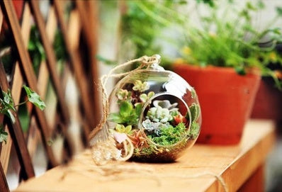 Hanging Glass Planter