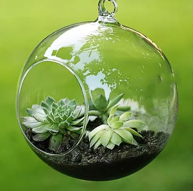 Hanging Glass Planter